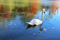 A swan among the reflections in the lake