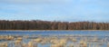 Swans birds in flood field, Lithuania Royalty Free Stock Photo