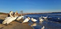 Swans-Black Sea. Royalty Free Stock Photo