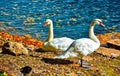 Swans at the Broadmoor Resort and Hotel - Colorful - with Lake