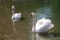 Swans on a Bundek lake in Zagreb