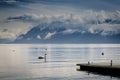 Swans and calm in Leman Lake , Lausanne, Switzerland Royalty Free Stock Photo