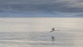 Swans and calm in Leman Lake , Lausanne, Switzerland Royalty Free Stock Photo