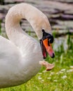 Swans eating next to the water