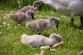 Swans chicks eating next to the water