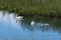 Swans with Chicks feed in the pond