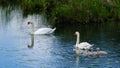 Swans with Chicks feed in the pond