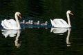 Swans and chicks