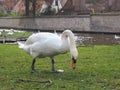 Swans in the city center of Brugge, Belgium Royalty Free Stock Photo