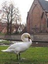 Swans in the city center of Brugge, Belgium Royalty Free Stock Photo