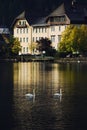 Swans on city lake