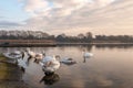 Swans clean themselves on a frozen lake in the middle of Winter in Hornsea Mere