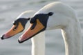 Two Swans heads