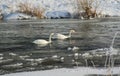 Swans in cold river Royalty Free Stock Photo