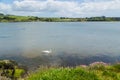 swans congregate in Rosscarbery