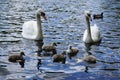 Swans couple with baby's