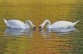 Swans couple eating together