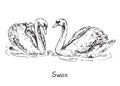 Swans couple, hand drawn doodle sketch with inscription Royalty Free Stock Photo