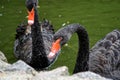 Swans couple on lake. Ducks and black swans in the reserve