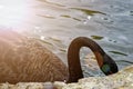 Swans couple on lake. Ducks and black swans in the reserve