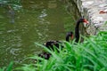Swans couple on lake. Ducks and black swans in the reserve Royalty Free Stock Photo