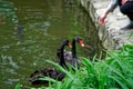 Swans couple on lake. Ducks and black swans in the reserve