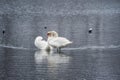 Swans couple in love. Mating games of a pair of white swans. Swans swimming on the water in nature. Valentine\'s Day Royalty Free Stock Photo