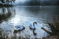 The swans couple lover eating food at the Pang Ung Mae hong son , Thailand