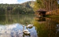 The swans couple lover in Pang Ung National Park, Mae hong son