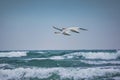 Swans couple migration birds flying over beach toward sea horizon