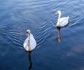 Swans couple swim on the calm lake water, high angle view