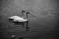 Swans couple swimming parallel