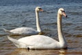 Swans couple