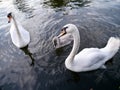 Swans with cygnet on water Royalty Free Stock Photo