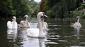 Swans with Cygnets Royalty Free Stock Photo