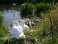 Swans and cygnets at their nesting site Royalty Free Stock Photo