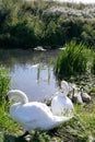 Swans and cygnets at their nesting site Royalty Free Stock Photo