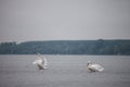 Two Swans, Black And White, With Their Curved Neck And Orange Beak On The Danube River, In Zemun, Belgrade, Serbia, One Spreading