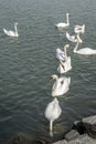 Swans on the Danube River Royalty Free Stock Photo