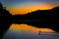 Swans at Dawn Royalty Free Stock Photo