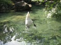 Swans dive for food. A white swan with black paws pulls out food from the bottom of a transparent pond