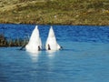 Swans are ready to diving in the lake Royalty Free Stock Photo
