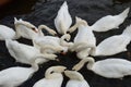 Swans On The Water Swimming