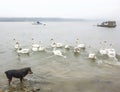 Swans and dog