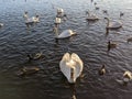 Swans Drumpellier park Coatbridge Scotland nature