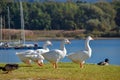 Swans and duck at the lake Royalty Free Stock Photo