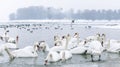 Swans and duck swim in frozen river