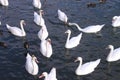 Swans and ducks