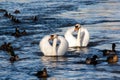 Swans with ducks Royalty Free Stock Photo