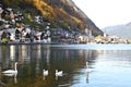 Swans and ducks floating on Hallstatt lake Royalty Free Stock Photo